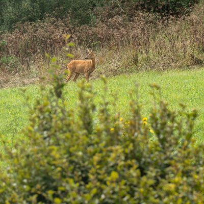 Biche dans champs juragites